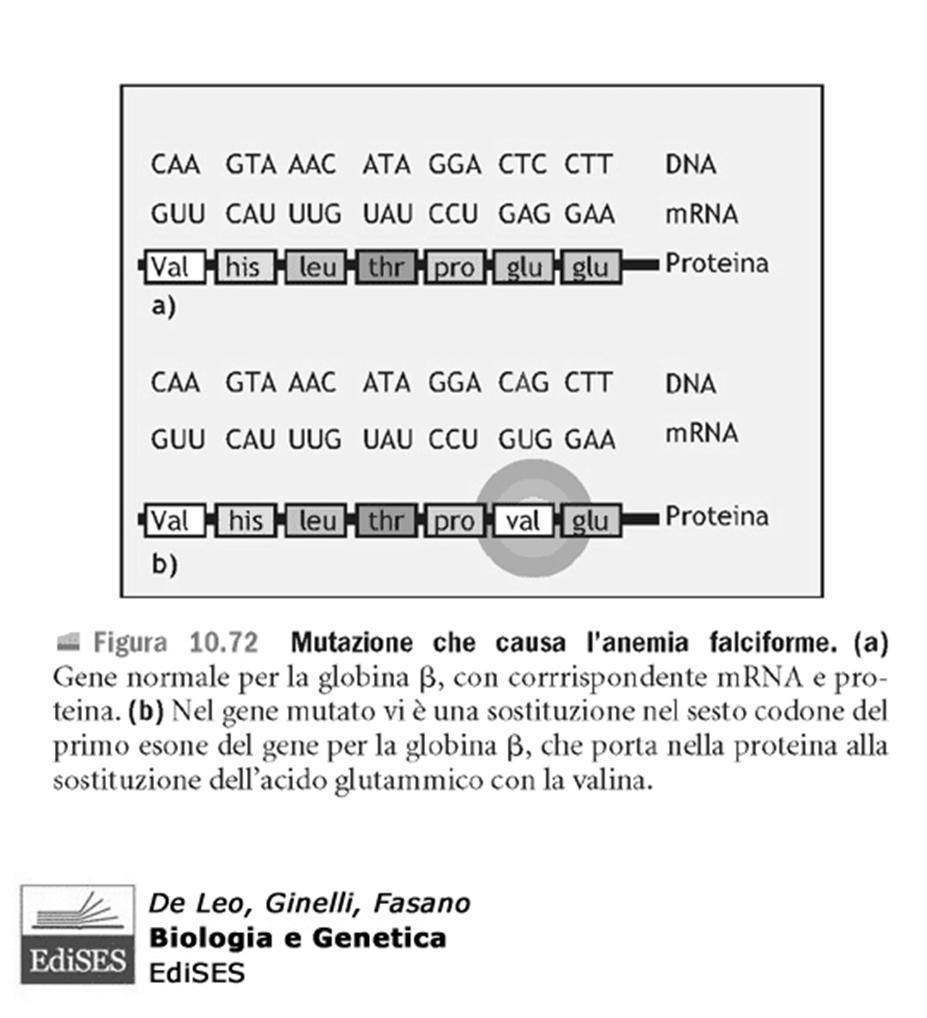 Missense: cambia AA In alcuni casi