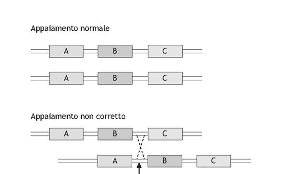 In alcune regioni (per la maggior parte non codificanti) il genoma presenta tratti ripetuti (micro e mini