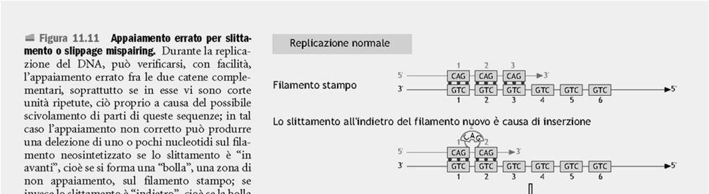 o slippage tra stampo e filamento di nuova sintesi durante la replicazione del