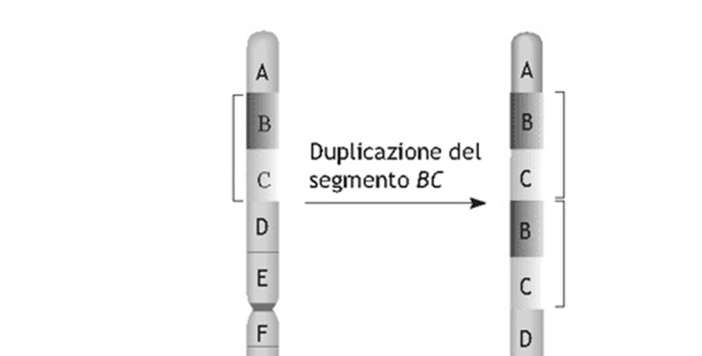 Alterazioni strutturali nei cromosomi Rotture nei cromosomi possono provocare riarrangiamenti di