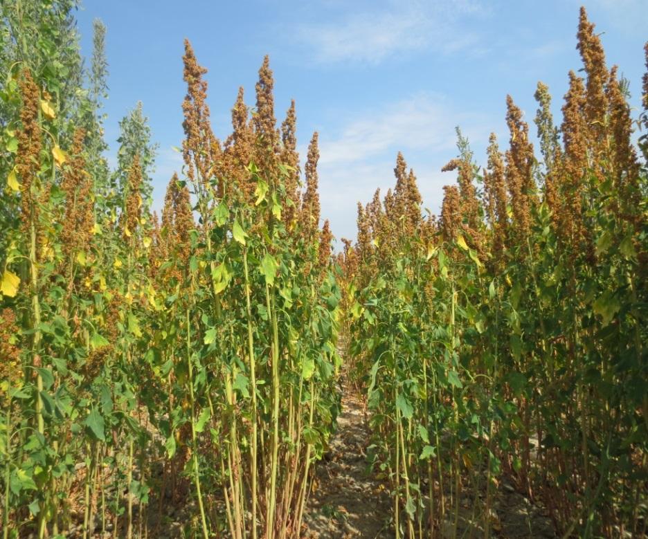 Risultati attesi Conoscere il ciclo colturale della quinoa e la sua adattabilità alle condizioni pedo-climatiche della Regione Emilia-Romagna Disporre di una coltura alternativa per gli agrosistemi