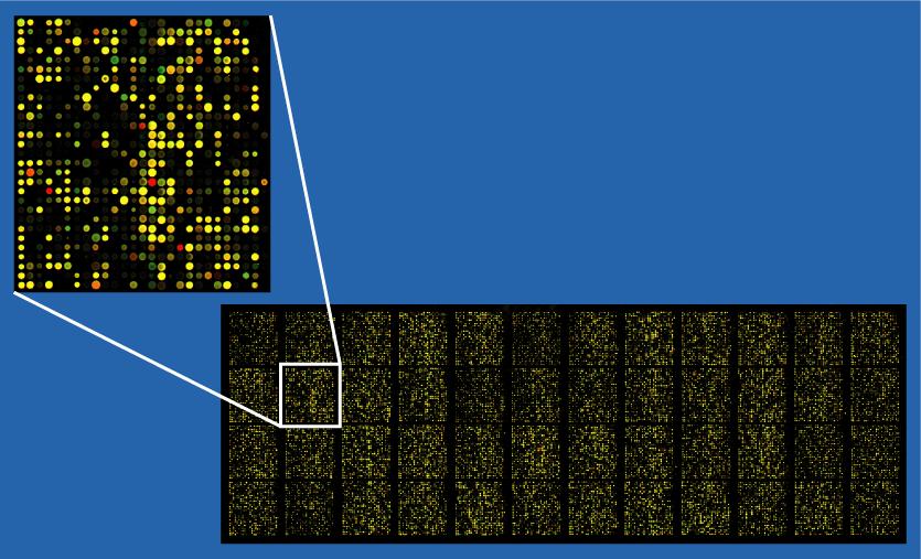 MICRO ARRAY I Microarray di DNA (matrici ad alta densità) sono costituiti da un insieme di microscopiche probe di DNA fissate ad una superficie solida come vetro, plastica, o chip di silicio