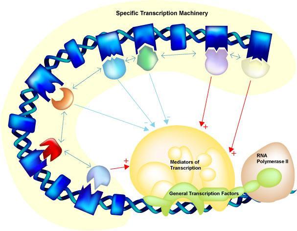 Fattori di Trascrizione I fattori di trascrizione sono necessari per l inizio della sintesi dell RNA di tutti i geni di classe II (geni che codificano per proteine).