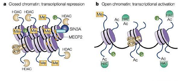 ANCHE dalla acetilazione degli istoni Metilazione del DNA La citosina puo