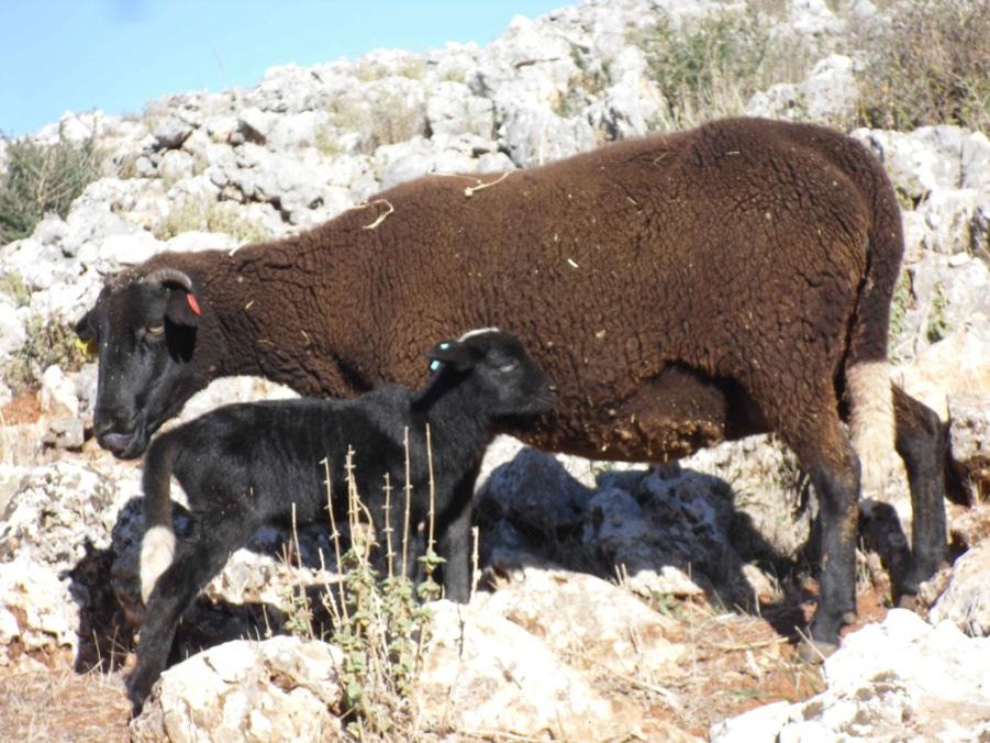 La lana 200'000 tonnellate/anno di lana Lana di buona qualità (25%) Lana di bassa qualità (75%) Mercato tessile Settori alternativi ( feltri, tappeti, bioedilizia, ) Conferimento diretto in discarica