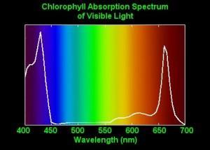 Lo spettro di assorbimento Le sostanze pure non assorbono energia di tutte le lunghezze d onda in modo uguale, ed una sostanza può essere identificata proprio in base al pattern