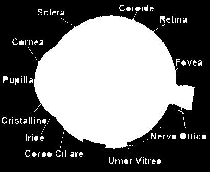 Sclera e parte interna delle palpebre (non la cornea) sono rivestite da un epitelio detto congiuntiva.