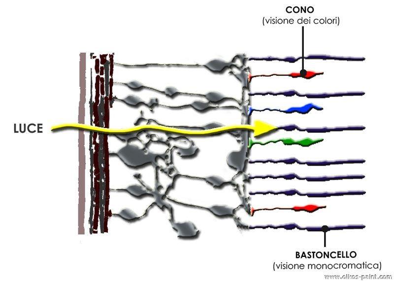 I FOTORECETTORI DELLA RETINA Le cellule fotorecettrici che compongono la retina sono di due tipi: i coni, che reagiscono in buone condizioni di luce (visione fotopica) e che trasmettono le