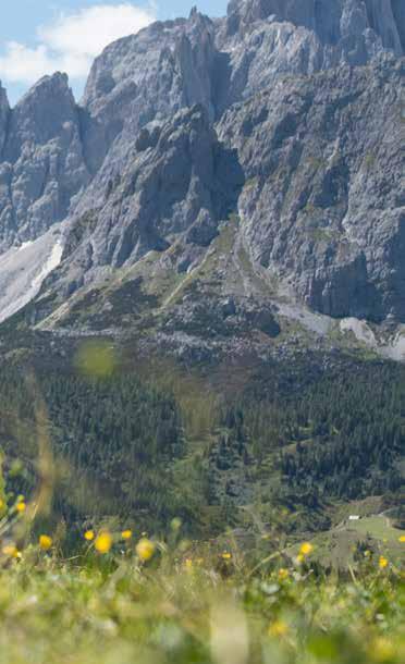 alpe di Rodengo-Luson Trifoglio fibrino, erba per il mal di pancia e incantesimi di streghe (19.06.2017 30.10.