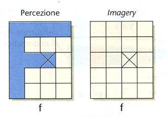 Basi neurali Evidenze a favore: Studi di neuroimaging dimostrano che le stesse aree cerebrali che