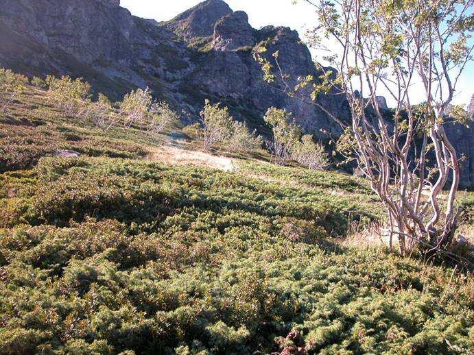 Le brughiere alpine sono dominate da arbusti nani che non superano l altezza massima di 0,8 m, come il Rododendro rosso (Rhododendron ferrugineum), il mirtillo nero