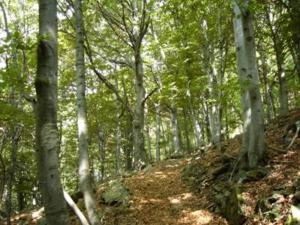 I BOSCHI A FAGGIO rappresentano la fisionomia dominante nella maggior parte del territorio del Parco, sia nelle vallate interne che nelle parti più