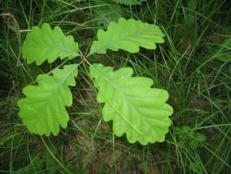 FORMAZIONI BOSCHIVE I boschi a ROVERE (Quercus petraea) sono poco diffusi all interno del Parco e sono stati censiti lungo il sentiero che dall Alpe In La Piana porta verso la Val