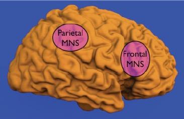 Studi di brain imaging: fondamentali per la localizzazione delle aree corticali e dei circuiti neurali coinvolti e per la definizione della architettura complessiva del sistema dei neuroni specchio