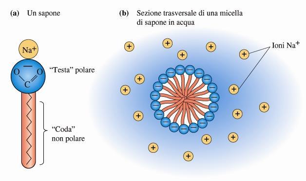 L idrolisi basica dei