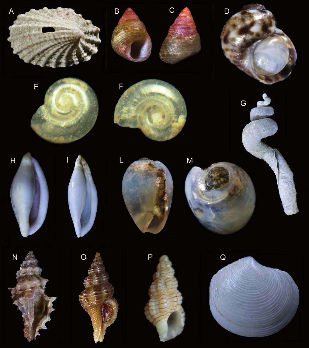 La malacofauna del Circalitorale di Scilla (Stretto di Messina) Fig. 3. A. Puncturella picciridda Palazzi & Villari, 2001, 2,5 mm. B, C. Jujubinus curinii Bogi & Campani, 2006, 4,0 mm. D.
