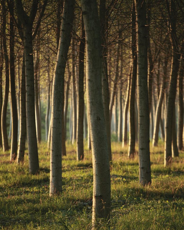 IL SISTEMA DEI PARCHI dell oltrepò mantovano È l insieme delle ricchezze naturalistiche e ambientali dell oltrepò mantovano, una natura marginale, residuale, sopravvissuta alla sfruttamento agricolo