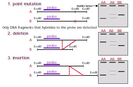 Polimorfismi RFLP e Southern Blot Si possono identificare