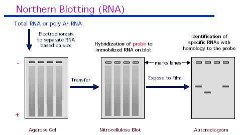 Il Northern blot è una tecnica usata per determinare in quale tessuto o tipo cellulare è espresso un gene, ed anche