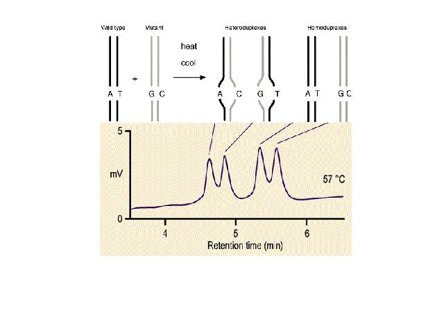 Denaturing High-Performance Liquid Chromatography (dhplc) La tecnica si basa sulla differente velocità di eluizione in una colonna cromatografia per gli eteroduplex e gli omoduplex.