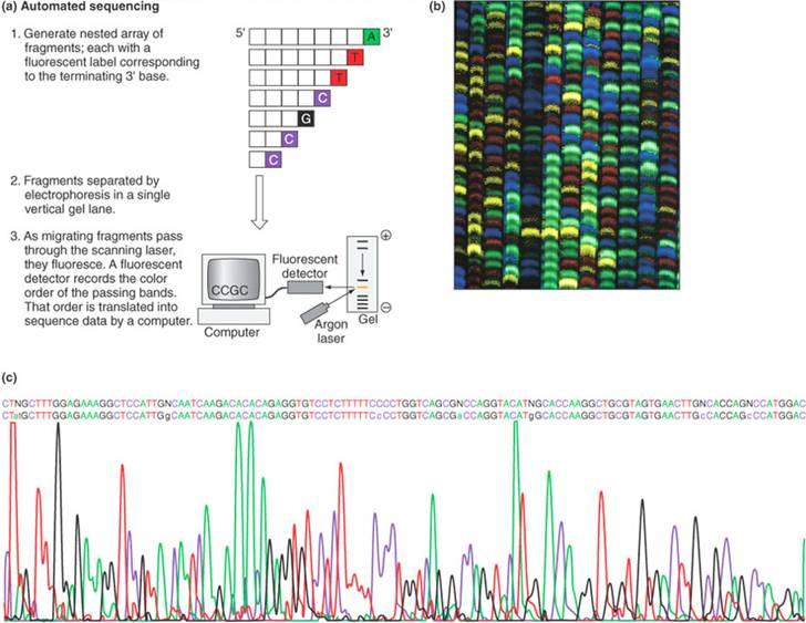 Automated DNA sequencing I frammenti tra loro