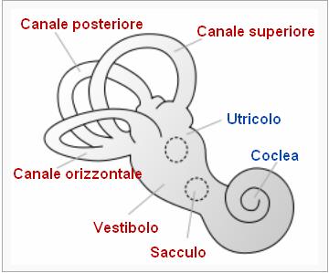 Nel caso di riflesso miotatico inverso, questa successione di impulsi eccita degli interneuroni inibenti che sopprimono i motoneuroni deputati all'innervazione dello stesso muscolo dal quale è