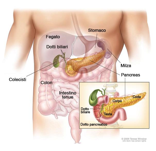 DEFINIZIONE DI CANCRO DEL PANCREAS Il cancro del pancreas è una malattia caratterizzata dalla comparsa di cellule anomale nel tessuto pancreatico.