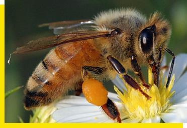 moltissime nettarifere bottinate dalle api, ad una flora composta quasi esclusivamente da graminacee.