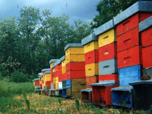 Il servizio di impollinazione è sempre più difficile perché espone le famiglie di api a rischi maggiori dovendo l apicoltore per forza di cose portare le proprie arnie in zone critiche. 5.