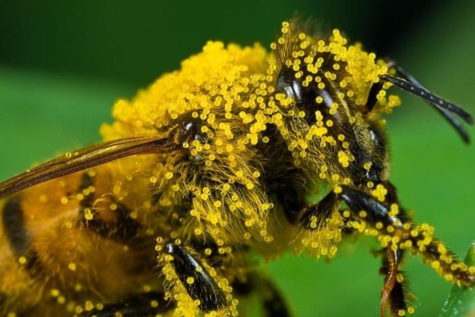 L apicoltura di fronte ad un cambiamento epocale La prima leva del cambiamento è legata agli obiettivi, a che cosa è oggi più importante in apicoltura.