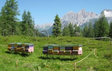 Come fare apicoltura oggi? Questo è il vero problema, i vincoli sopra esposti sono tutti elementi reali e documentati.