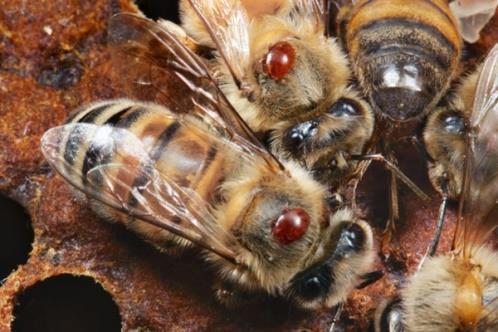 per il polline, soprattutto in primavera, perché le proteine sono i mattoni per il corpo delle nuove api da allevare. 3. La varroa deve essere sempre sotto controllo è necessario: a.