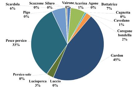 Seguono, se pur decisamente meno abbondanti la bottatrice (4% in numero e 7% in biomassa) e il lucioperca (1% in numero e 4% in biomassa). Nelle reti pelagiche invece (Fig. 8.