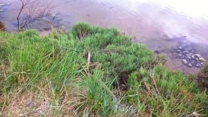 canale circondariale Al centro della Riserva Naturale Salina di Cervia si trova un isola dove sorse il primo nucleo abitato di Cervia; gli abitanti si spostarono successivamente verso il mare per