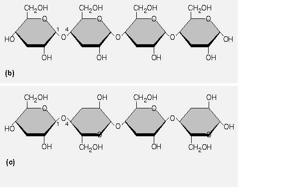 Polisaccaridi - unità ripetute di uno zucchero semplice - Amido: (carboidrato di riserva delle piante) Cellulosa: rappresenta il 50% del carbonio vegetale.