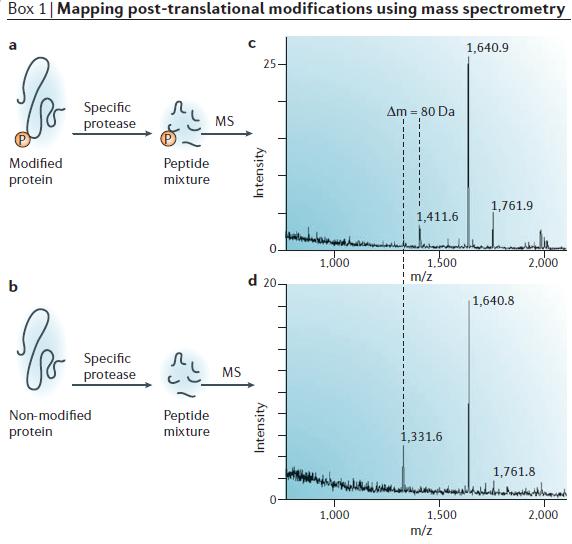 Corrisponde alla massa di un residuo di HPO 3 Lo spettro MS dei peptidi non modificati può essere sostituito da spettri
