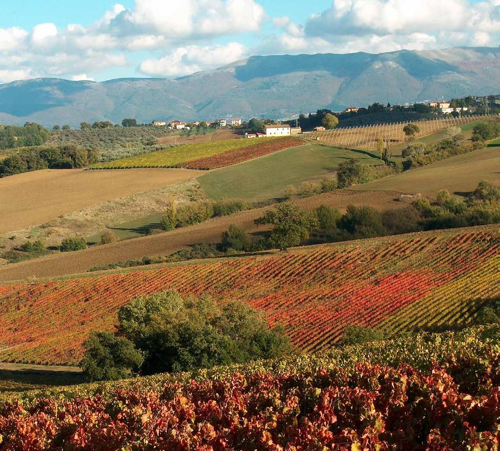 geologia L areale del Sagrantino si estende sul versante occidentale della Valle Umbra, tra Foligno e Spoleto.