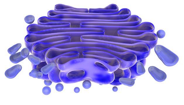 Nella matrice del citoplasma si trovano gli organuli cellulari che svolgono specifiche funzioni metaboliche.