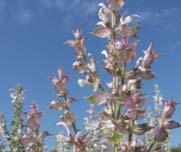 Salvia sclarea L.