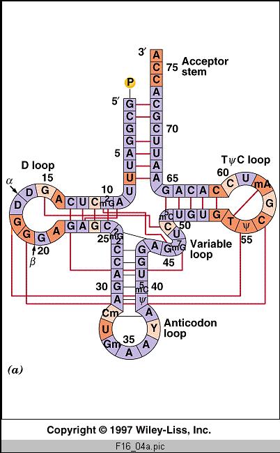 RNA Le cellule contengono tre tipi principali di RNA: - l'rna messaggero