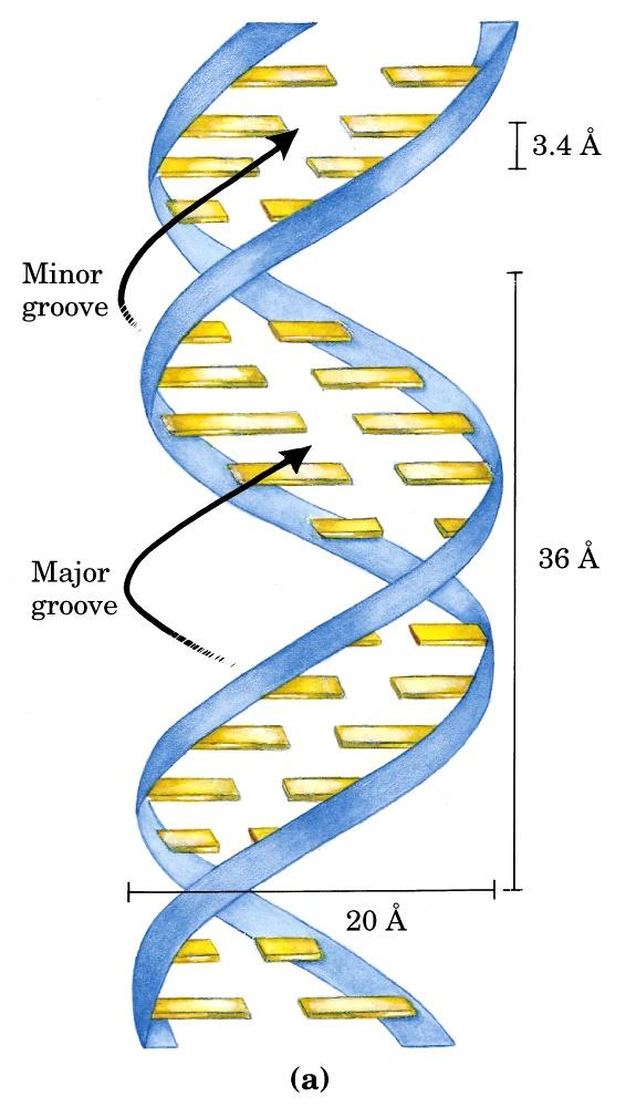 Modello di Watson e Crick della struttura del DNA Solco minore Solco maggiore Il modello originale proponeva che vi fossero 10 coppie di basi