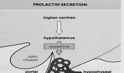 IPOFISI E PROLATTINA IPOFISI E PROLATTINA Fattori che