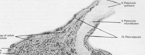 ADENOIPOFISI Pars tuberalis Peduncolo ipofisario Pars tuberalis E un prolungamento prossimale dell adenoipofisi, che riveste in parte o in tutto il peduncolo ipofisario ed è la