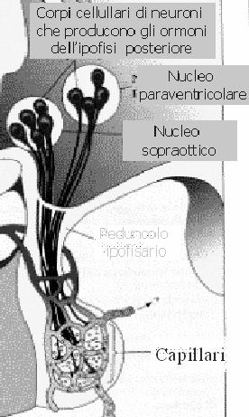 ADENOIPOFISI PARS DISTALIS GH-RF CRF TRF GnRH PRH GH ACTH TSH FSH LH LH /FSH PRL FEGATO OSSO CORTICOSURRENE GLUCOCORTICOIDI ALDOSTERONE ANDROGENI TIROIDE OVAIO TIROXINA ESTROGENO OVAIO PROGESTERONE