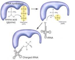 AMINOACILAZIONE DEL trna Gli aminoacidi sono legati covalentemente ai trnas mediante trna sintetasi.
