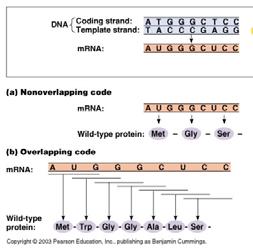 specificano per un amino acido = codone Codice a Triplette Non sovrapponibile Codice Genetico Codice a triplette Non