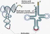 «WOBBLE» NEL CODICE GENETICO (TENTENAMENTO) (1) D accordo con il codice genetico, una cellula avrebbe bisogno di trna con 61 diversi anticodoni per complementare i 61 codoni disponibili.