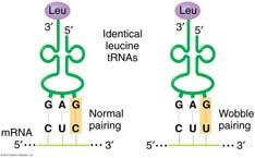 «Wobbling» L appaiamento dell anticodone del trna con il codone