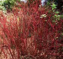 Cornus Stolonifera kelsey dwarf - Genere di arbusto vigoroso deciduo rosso, a portamento espanso con fusti sotterranei striscianti - Foglie opposte, ovali, intere, lunghe fino a 6 cm Area: Quadrato