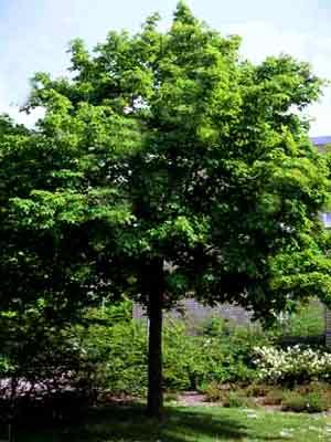 Circonferenza del tronco: - 18-20, misurato ad altezza di 100cm dal colletto - La circonferenza del tronco e l altezza dell albero dovranno essere proporzionati Altezza dell albero 5,00/6,00 m